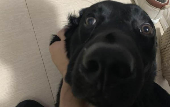 狗狗為什么要拔耳毛