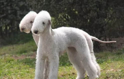 貝靈頓犬為什么禁養