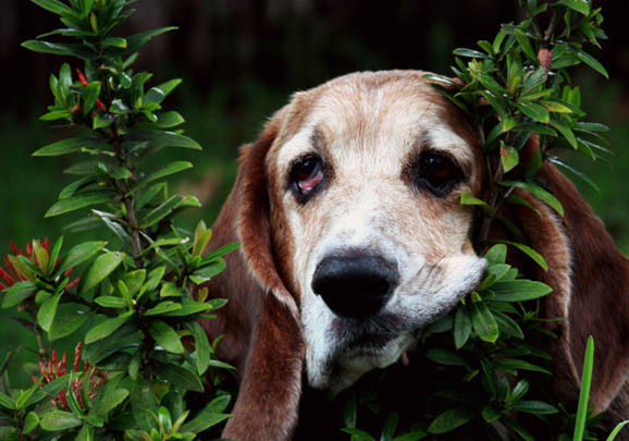 比格犬和巴吉度哪個(gè)好