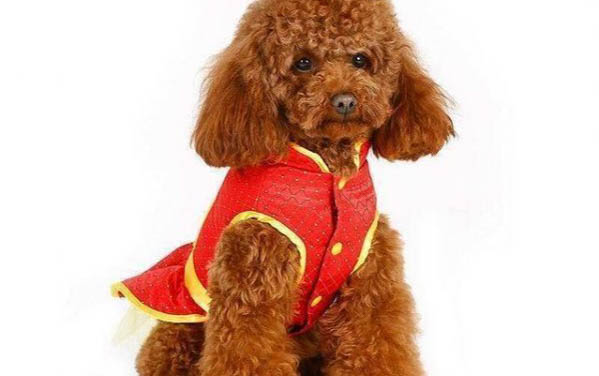 狗腸炎能吃慶大霉素嗎