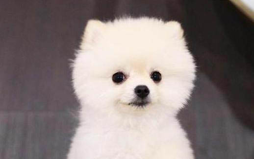 博美犬的壽命一般是多久