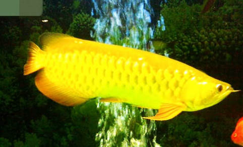 曼龍魚能混養嗎