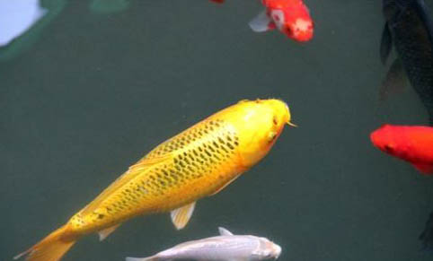 紅色觀賞魚有哪些品種