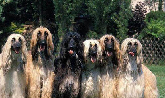 布魯塞爾粗毛獵犬窩咳吃什么藥最好
