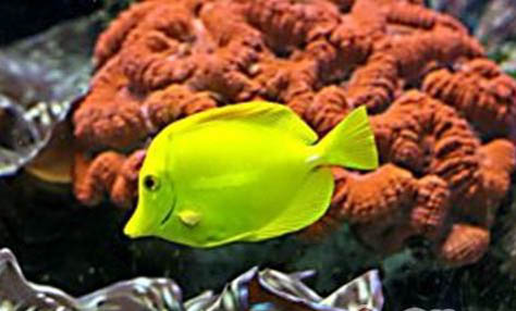 金魚種類有哪些