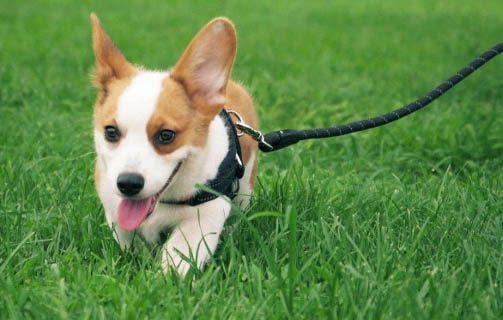 體味最小最干凈的犬有什么品種