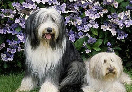 長須柯利牧羊犬有哪些喜好