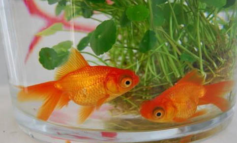 神仙魚多長時間換一次水