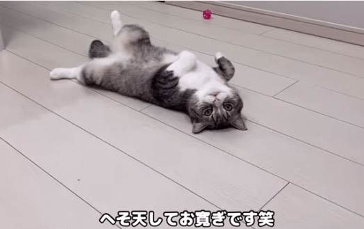 貓咪洗完澡拉稀怎么辦?