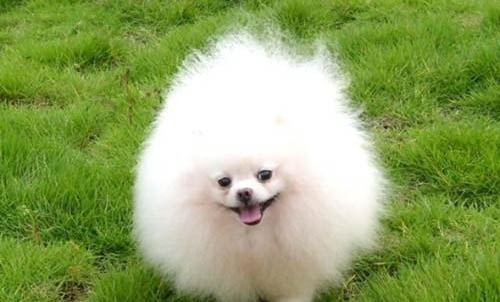 哪里有賣博美犬