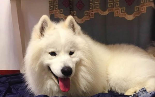 狗腸炎嚴重的癥狀有哪些癥狀
