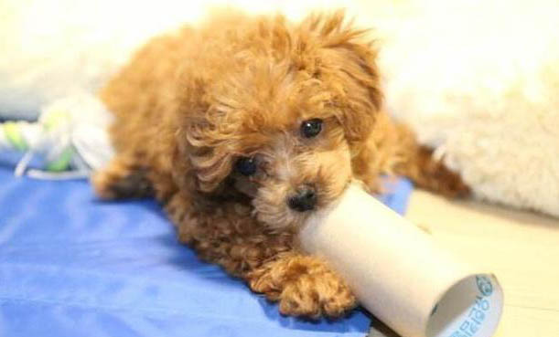 泰迪犬吃什么毛色好呢