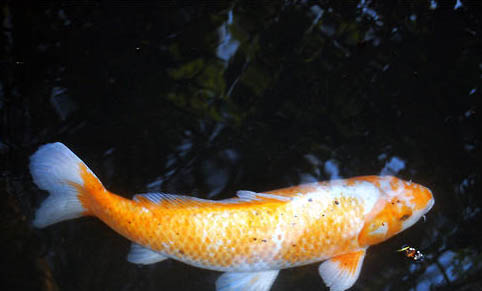 怎樣在魚缸里養河蟹