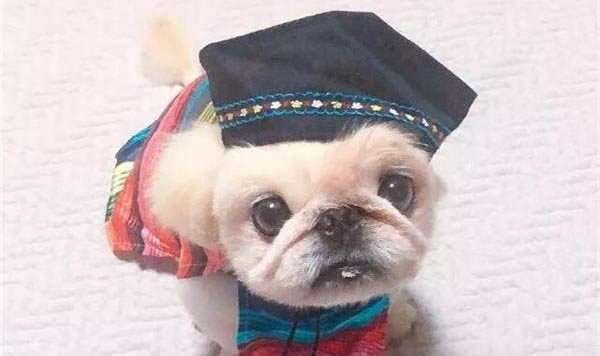 狗狗最多能活多少年
