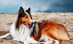 蘇格蘭牧羊犬嘔吐不吃東西的原因及處理方法