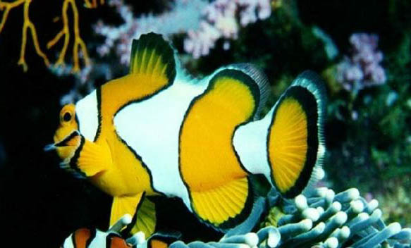 自來水放了一夜能養(yǎng)魚嗎