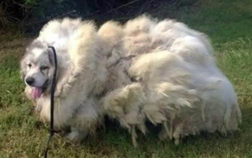 為什么不能剪狗狗胡子呢