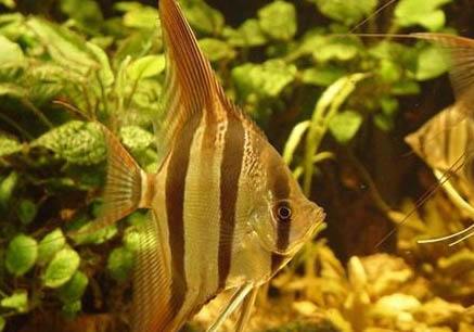 埃及神仙魚能和其他魚混養嗎