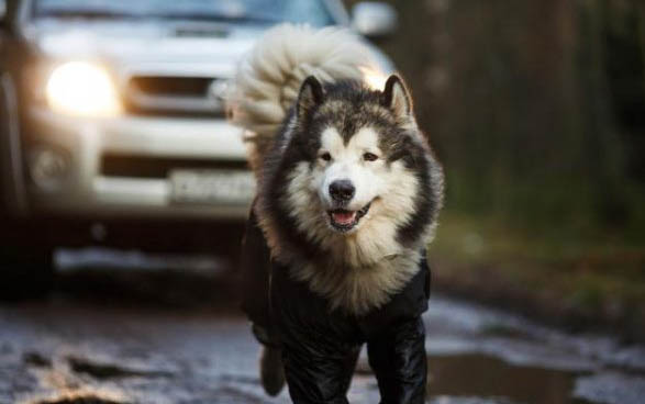 犬瘟治療費用大概多少
