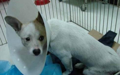 狗狗淚痕的去除方法有哪些