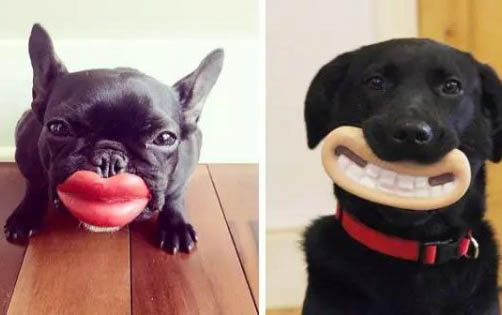 狗狗不能吃什么食物有哪些