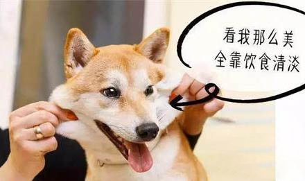 狗狗為什么用前腳捂臉