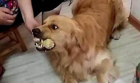 如何糾正狗狗愛撲人