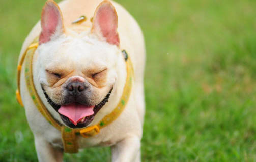 中醫治療犬瘟熱