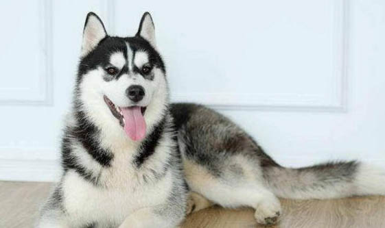 哈士奇犬最便宜多少錢
