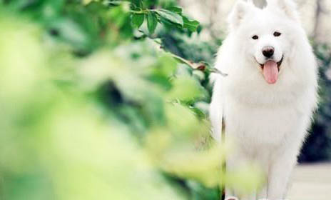 夏天狗狗一直發抖是什么原因造成的