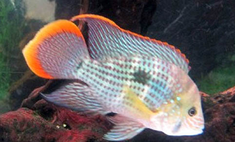 鱸魚屬于海水魚嗎