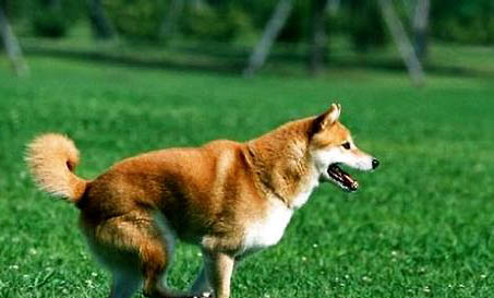 柴犬智商排名第幾