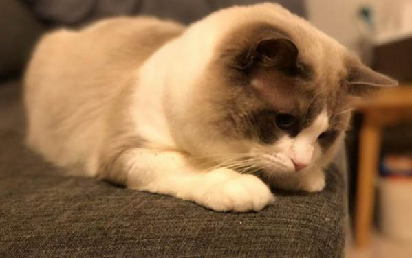 小貓一直叫的原因