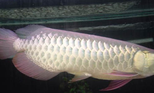 銀龍魚適合的水溫是多少