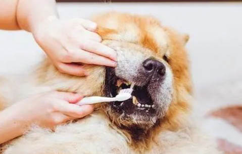 狗狗前腿關節有疙瘩