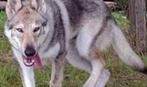 中國哪些城市可以養捷克狼犬