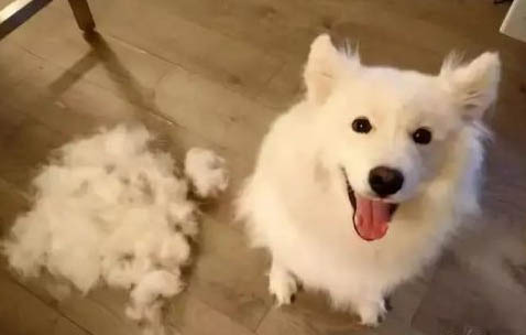 狗狗被咬傷怎么處理傷口