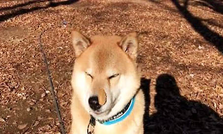 三門峽哪里有賣柴犬