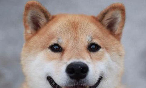 柴犬便秘是什么原因導致的