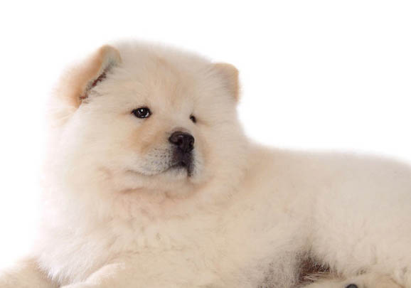 松獅為什么只和松獅玩