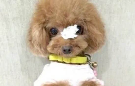 貴賓犬例假15天可以洗澡嗎