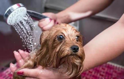 犬瘟多久可以重新養