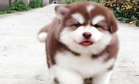 阿拉斯加幼犬拉稀怎么辦