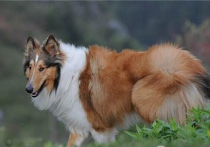蘇格蘭牧羊犬的性格特點是什么