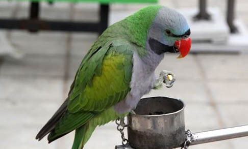 棕櫚鳳頭鸚鵡吃什么飼料
