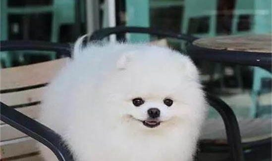 大型犬都有哪些品種?