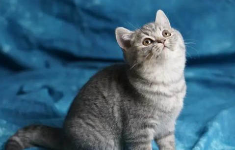 如何飼養英短藍貓