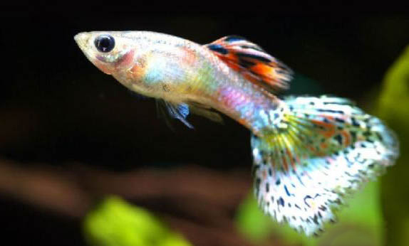 孔雀魚多久喂一次食最好