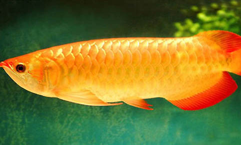 7月釣魚的最佳時間