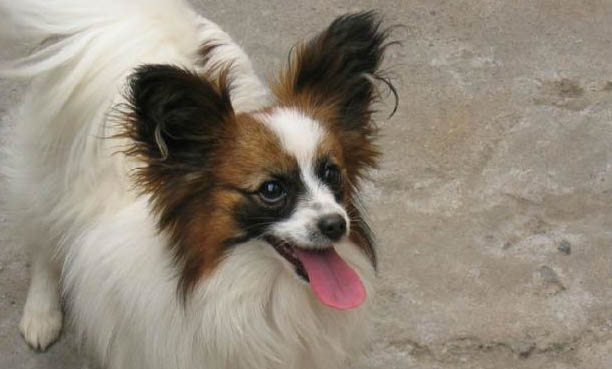 蝴蝶犬幼犬如何飼養(yǎng)